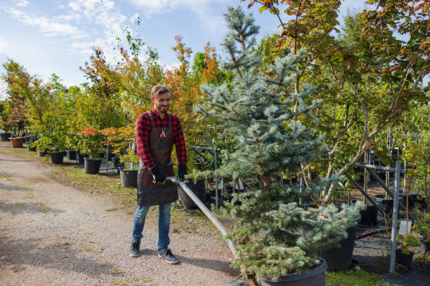 Best Hazardous Tree Removal  in Mercerville, NJ