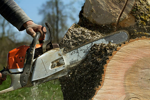 Best Firewood Processing and Delivery  in Mercerville, NJ